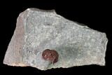 Red, Enrolled Gerastos Trilobite - Hmar Laghdad, Morocco #137582-1